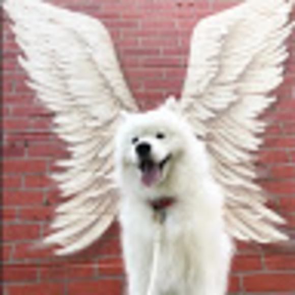 Meet your Posher, Angelic - Picture 1 of 1